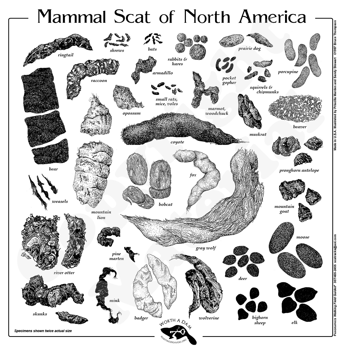 animal skat pictures animal skat pictures