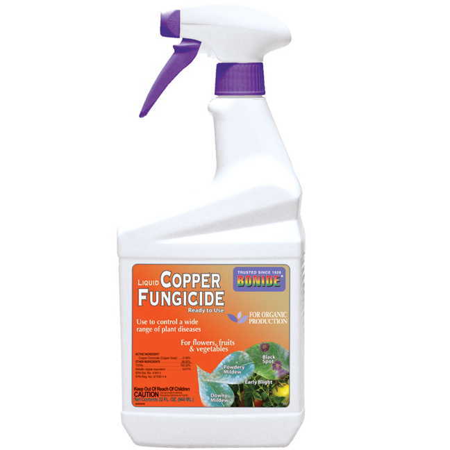 5th and state Boxwood