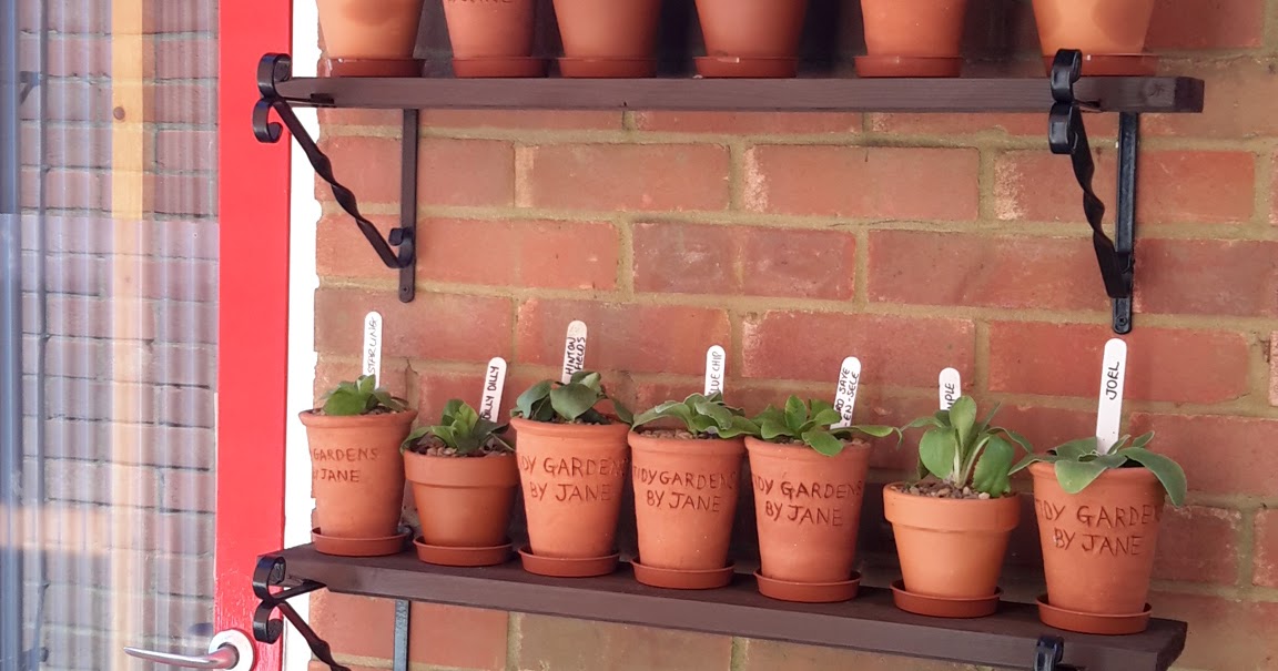 Tidy Gardens By Jane Auricula Theatre
