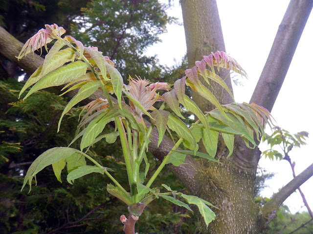 Downy Tree of Heaven (Ailanthus vilmoriniana)