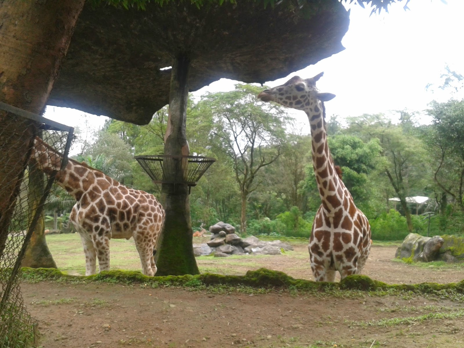 Review liburan ke Taman Safari Belong to Rahma