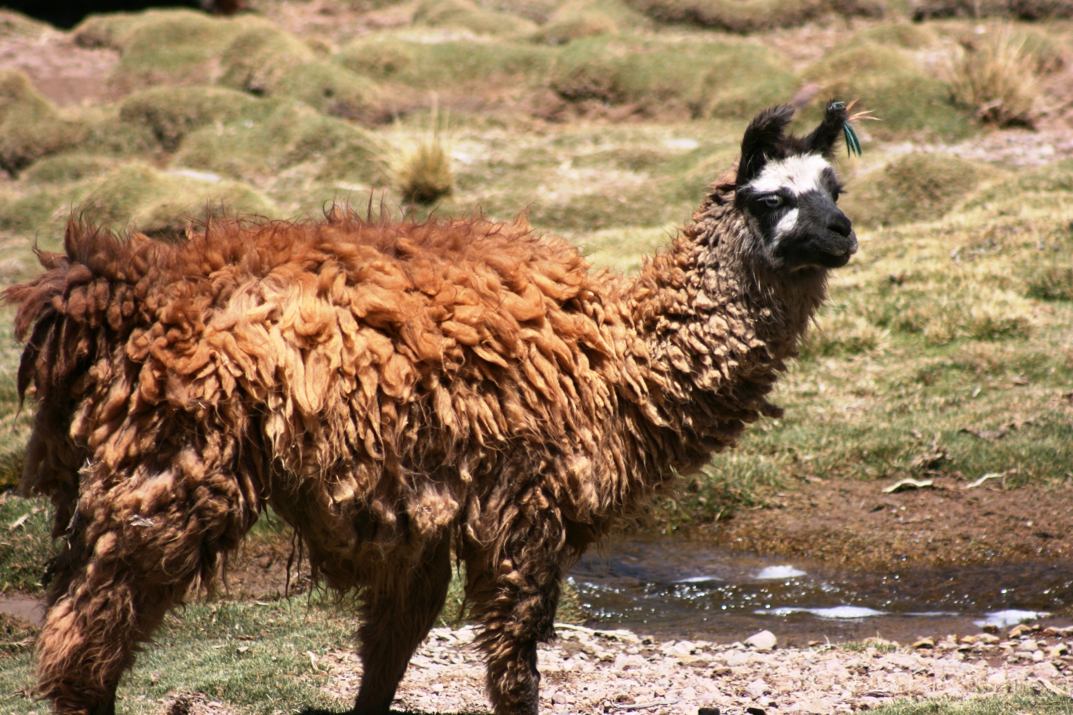 sconzani: I love llamas!