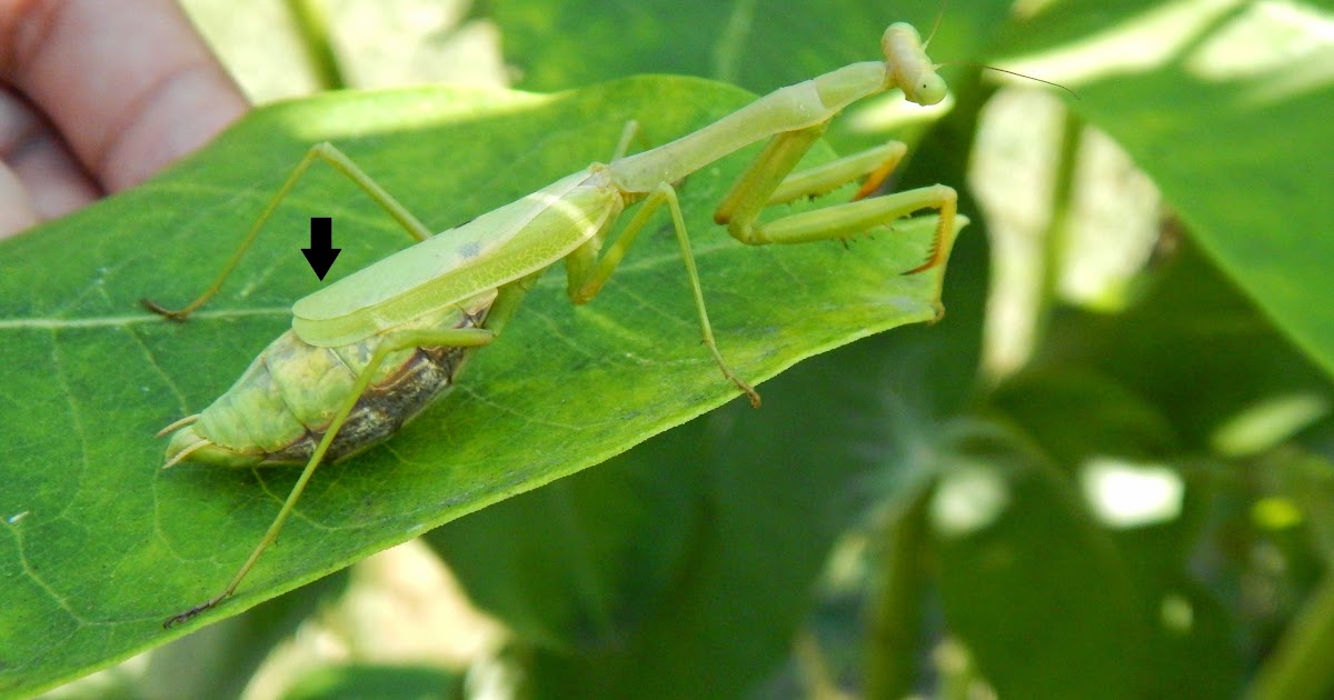Capital Naturalist by Alonso Abugattas A Tale of Two Mantis