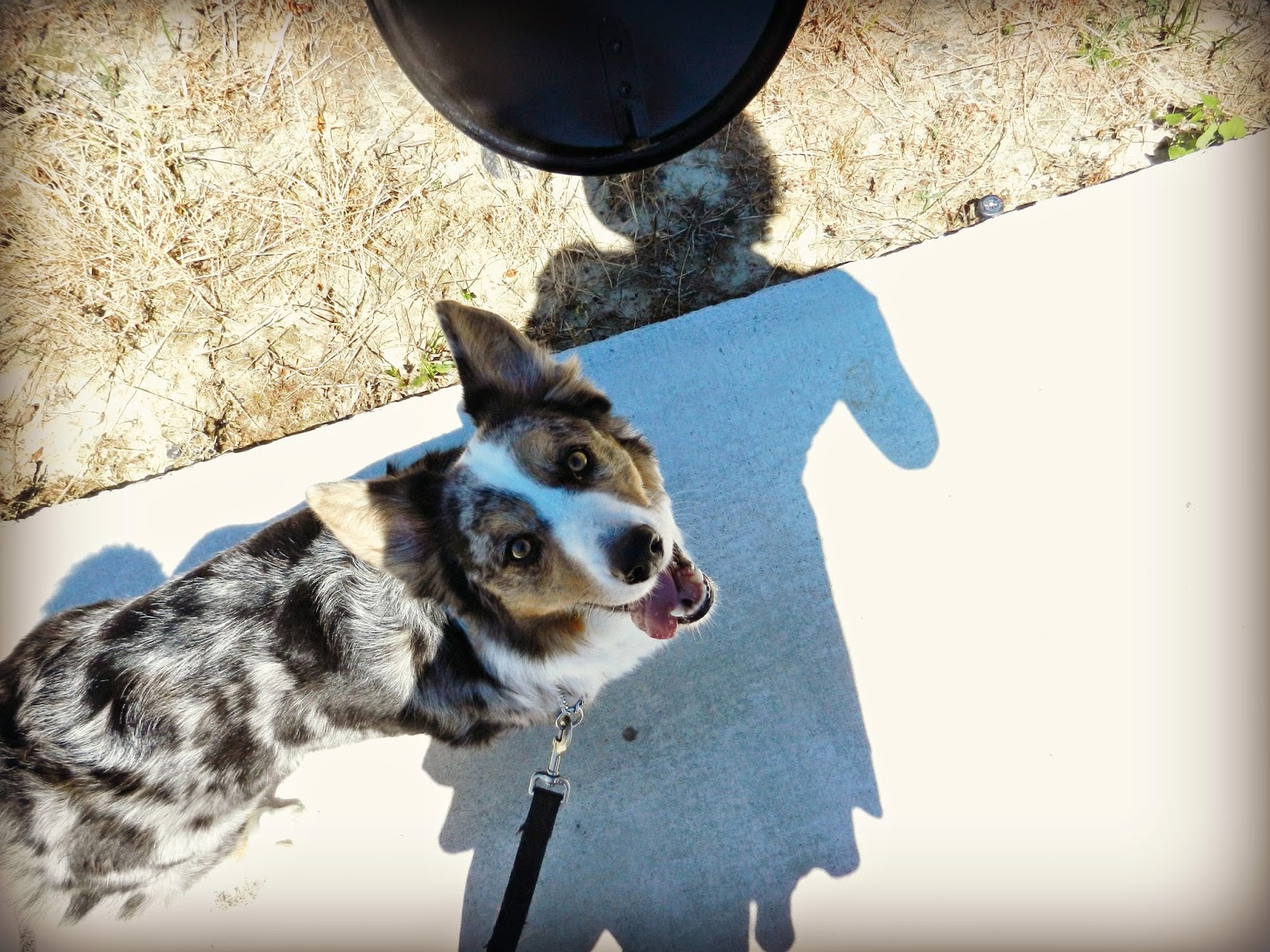 Doc S Choice Dog Food Retailers Doc S Choice Dog Food Retailers