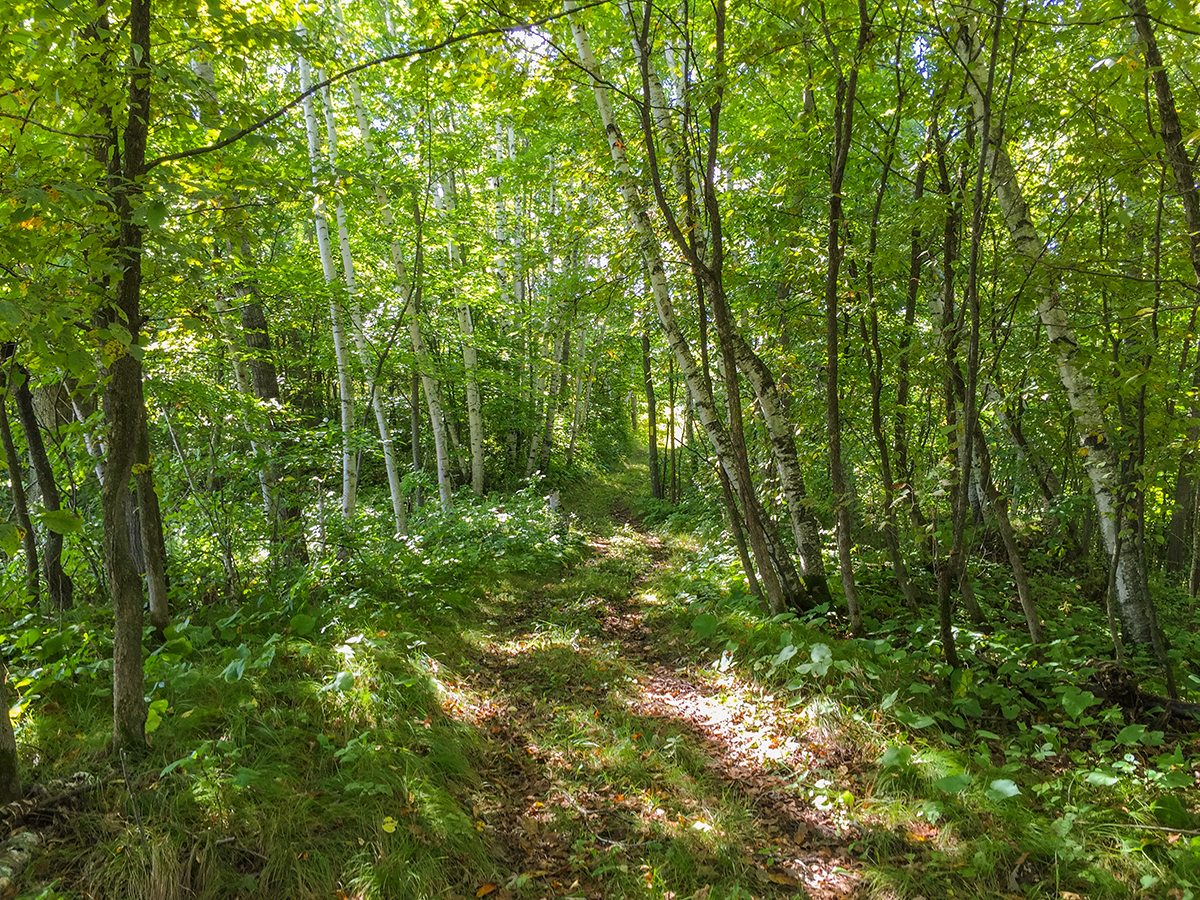 Ice Age Trail Pine Lake Segment