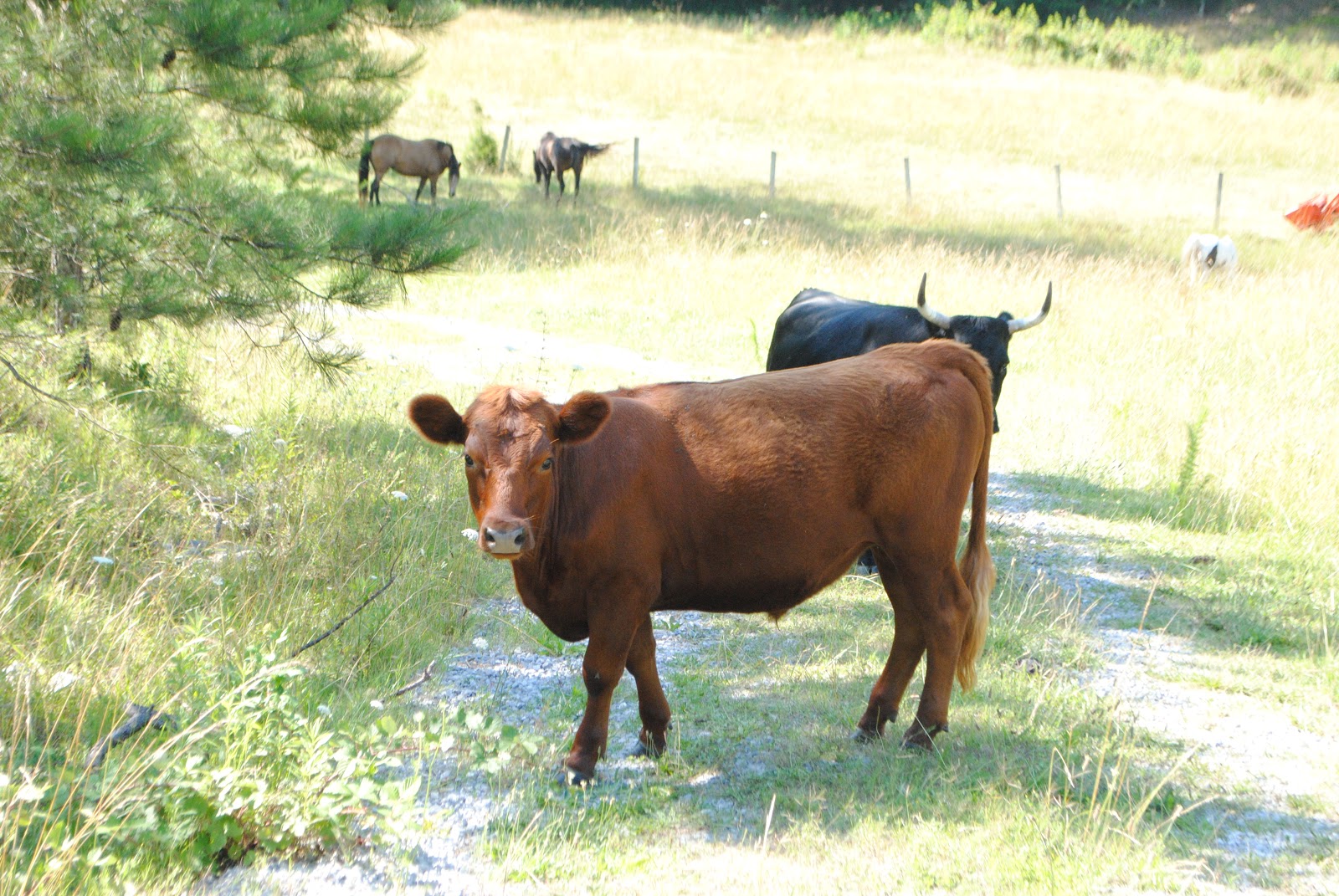 Adventures on Zephyr Hill Farm The Cost of Raising a Steer How Much