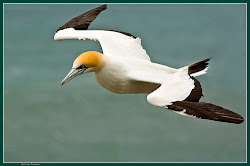 flying birds gannet fantastic muriwai