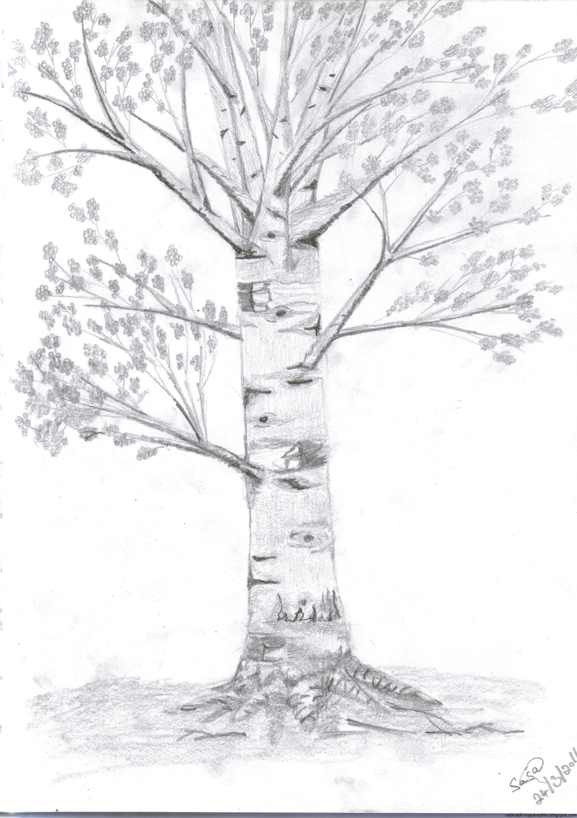 Дерево береза рисунок карандашом
