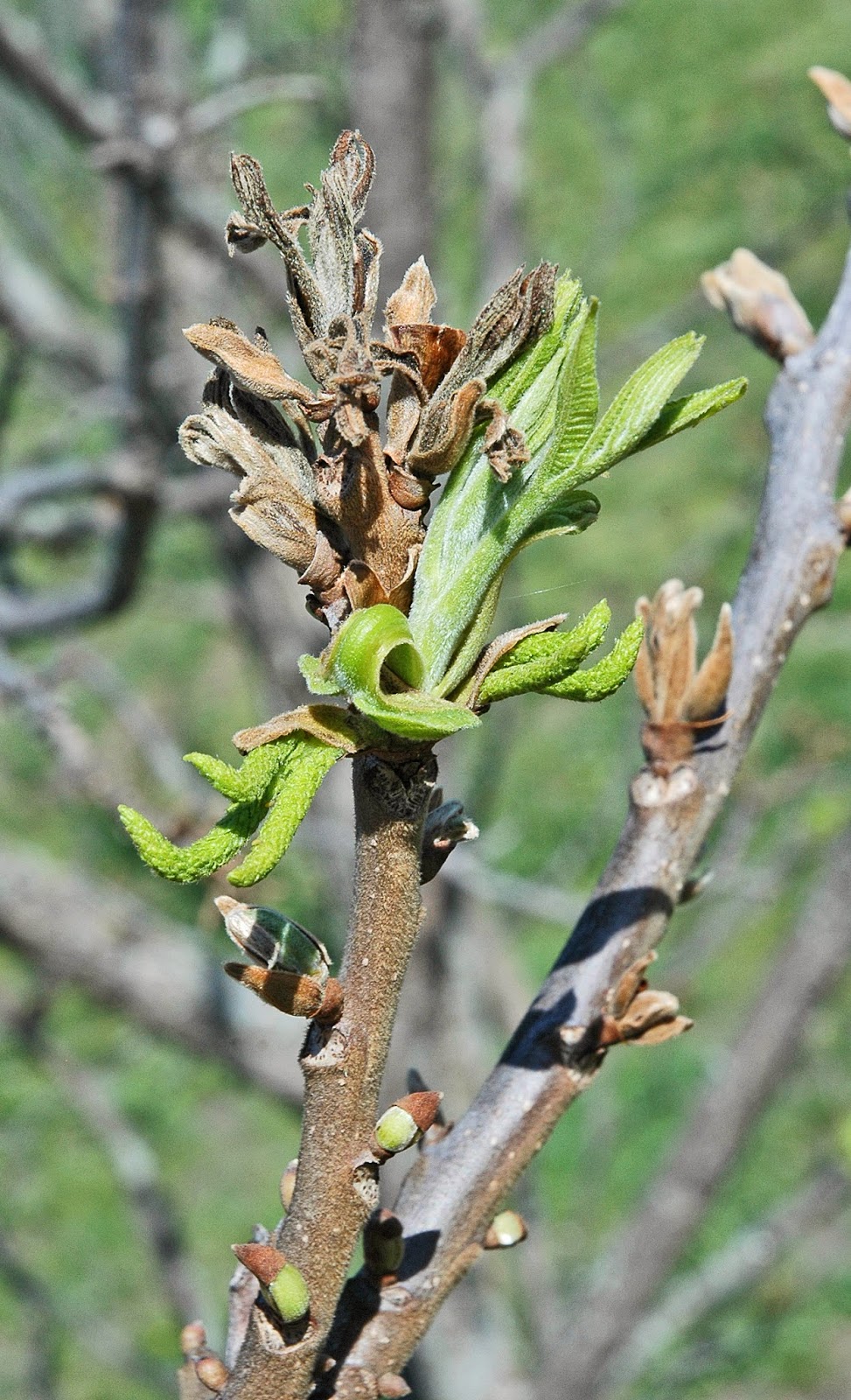 Northern Pecans Flowering after a late Spring frost