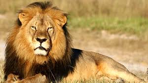 Nama Hewan: Kumpulan foto hewan