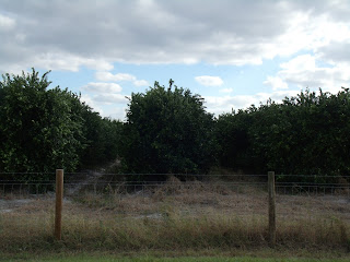 Naranjales Naranjales