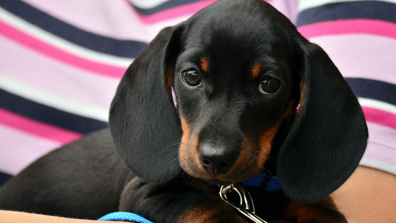 Teckel Puppy
