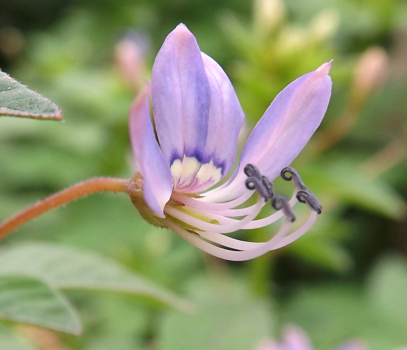 Choto Hurhuri Fringed Spider Flower Cleome Rutidosperma