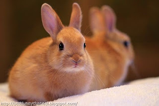 Very nice bunny.
