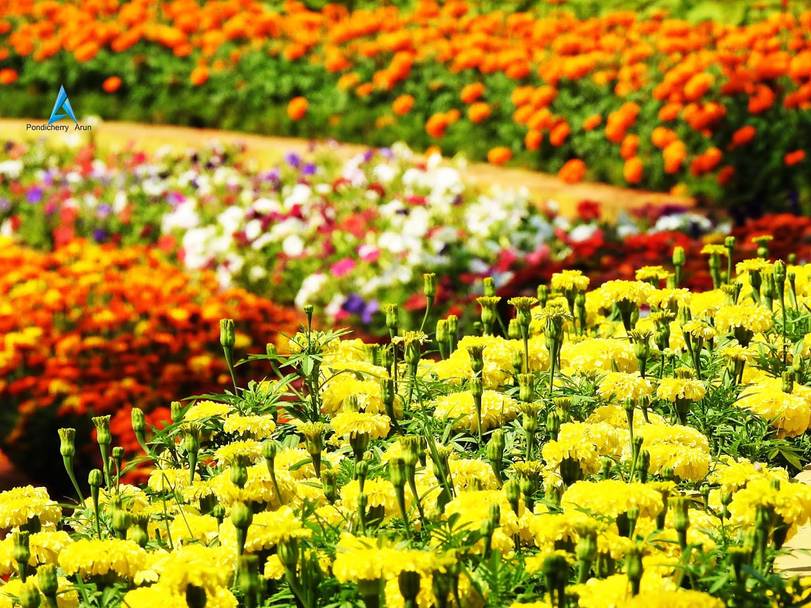 Pondicherry Botanical Garden Flower show (Farmers Festival) 16.02.2019