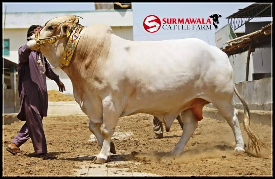 Karachi Cow Mandi 2015 Pakistan - Shehar-e-Karachi  News 