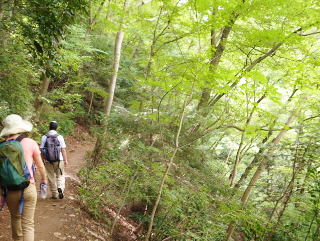高尾山の自然道