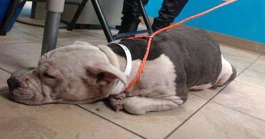 Dog jumped to hug but owner pushed her off then curled up quietly watches her owner walked away