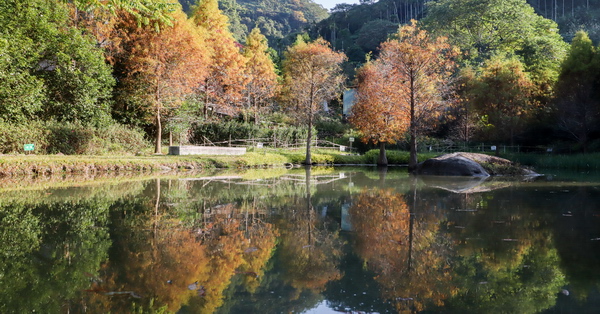 太平落羽松|太平苗圃裡面隱藏著湖光山色美麗倒影,近東汴國小 太平落羽松|太平苗圃裡面隱藏著湖光山色美麗倒影,近東汴國小