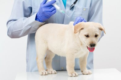 vacinação em cachorros