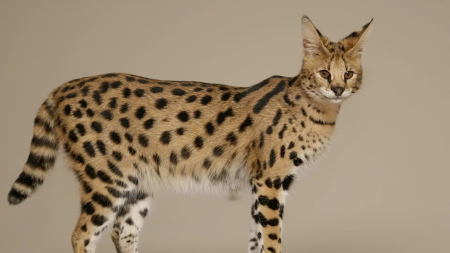 The Most Expensive Savannah Cat The Most Expensive Savannah Cat