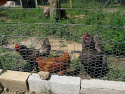 chiggers in chicken coop 11