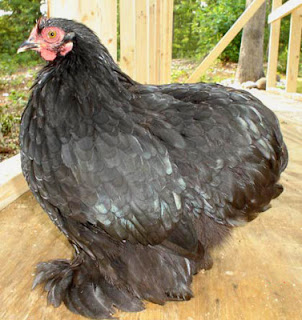 Ayam Chocin Dewasa