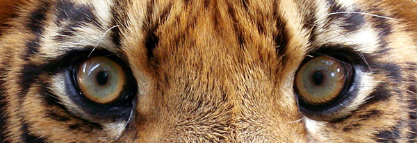 Bengal Tiger Eyes Bengal Tiger Eyes