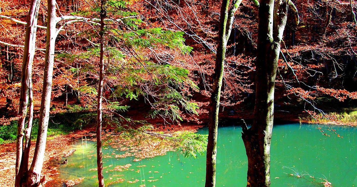 Opisz Dwa Rezerwaty Przyrody Które Są Położone W Pasie Pojezierzy Trochę historii: REZERWATY PRZYRODY W BIESZCZADACH