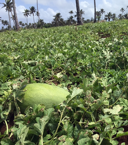 Thomsons In Tonga Ploughing for the Poor