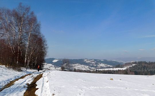 Szeregi brzóz i wierzb przy drodze. Szeregi brzóz i wierzb przy drodze.