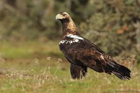 Spanish imperial Eagle