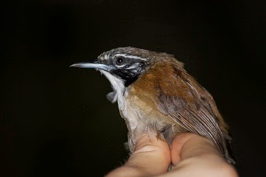 Suara burung Coraya wren jos Suara burung Coraya wren jos