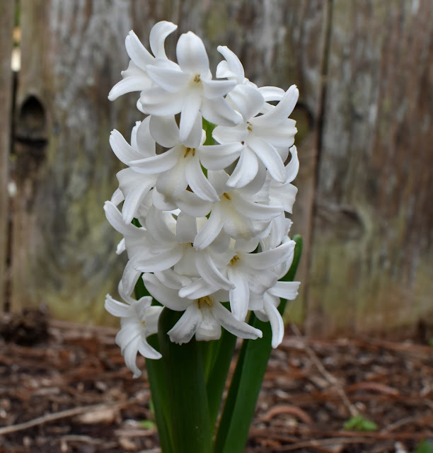 Hyacinth inflorescence- White