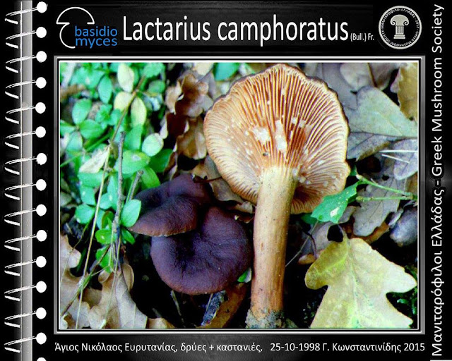 Lactarius camphoratus (Bull.) Fr.