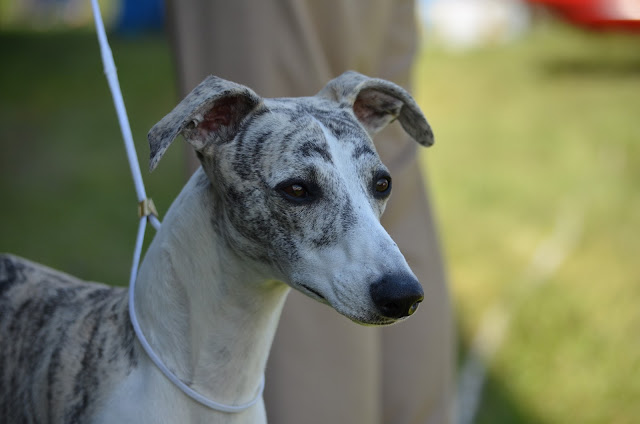 whippet breeder