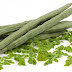Moringa Oleifera the Miracle Tree Which can Cure almost 300 diseases!