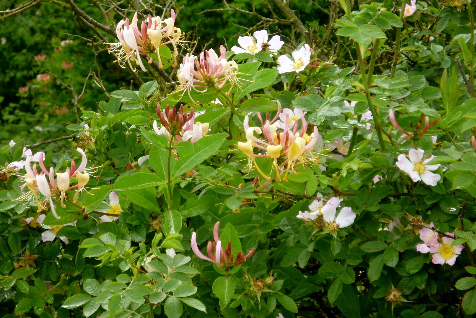 Honeysuckle and wild roses