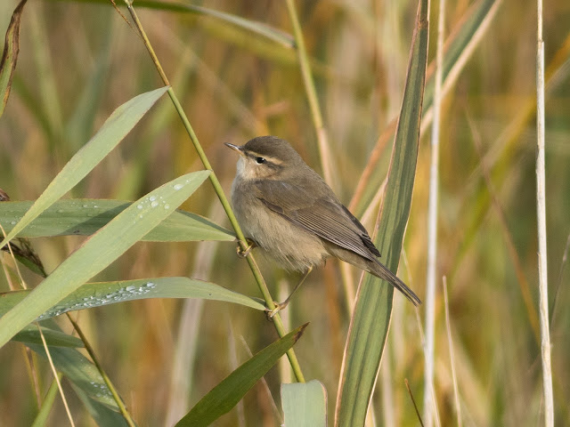 Dusky Warbler - Spurn, Yorkshire Dusky Warbler - Spurn, Yorkshire