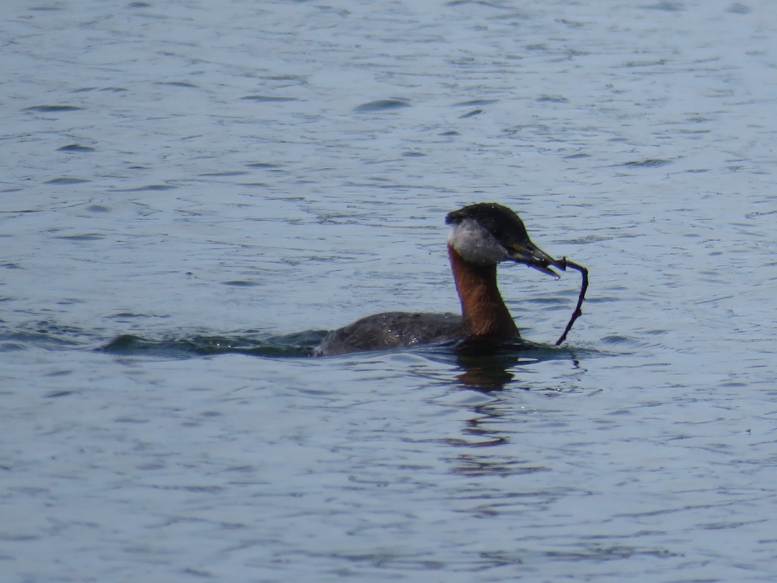 Bird & Travel Photos, Birding Sites, Bird Information DOUBLECRESTED
