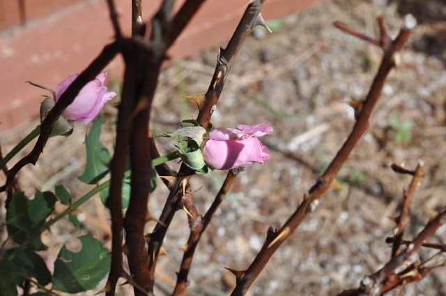 roses Colorado Springs coloradoviews.filminspector.com