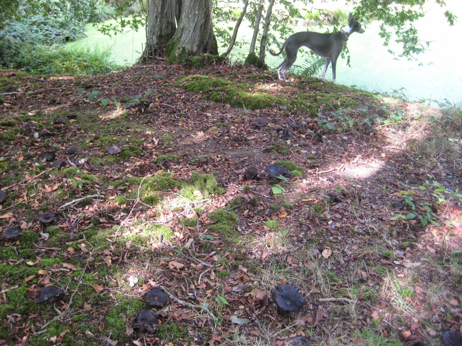 Rabbit food MEDICINAL MUSHROOM SOUP