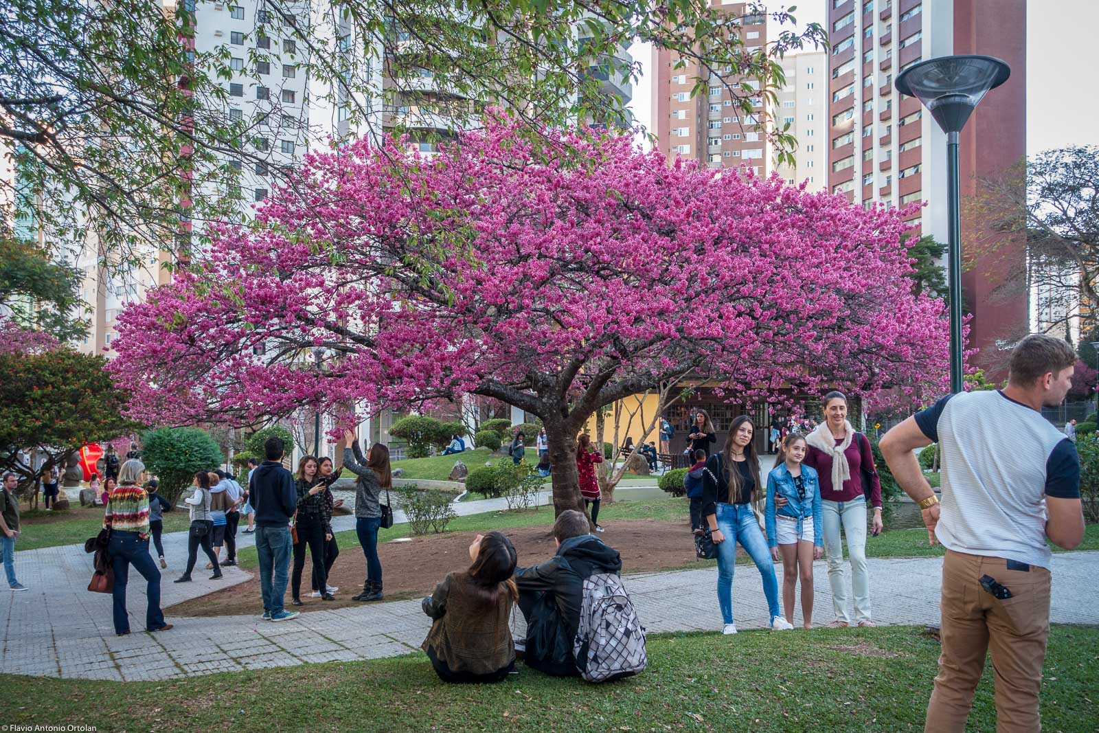 Fotografando Curitiba As cerejeiras na Praça do Japão