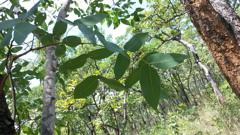 Diversity and Life: A view from the Holocene: Zambia: Miombo, Flogo ...