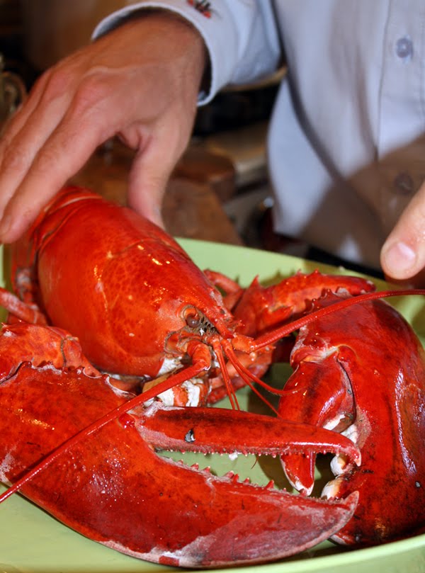 Lobster Gram Reviews Pictures of "Big Daddy" 3 lb Live Miane Lobsters from Lobster Gram