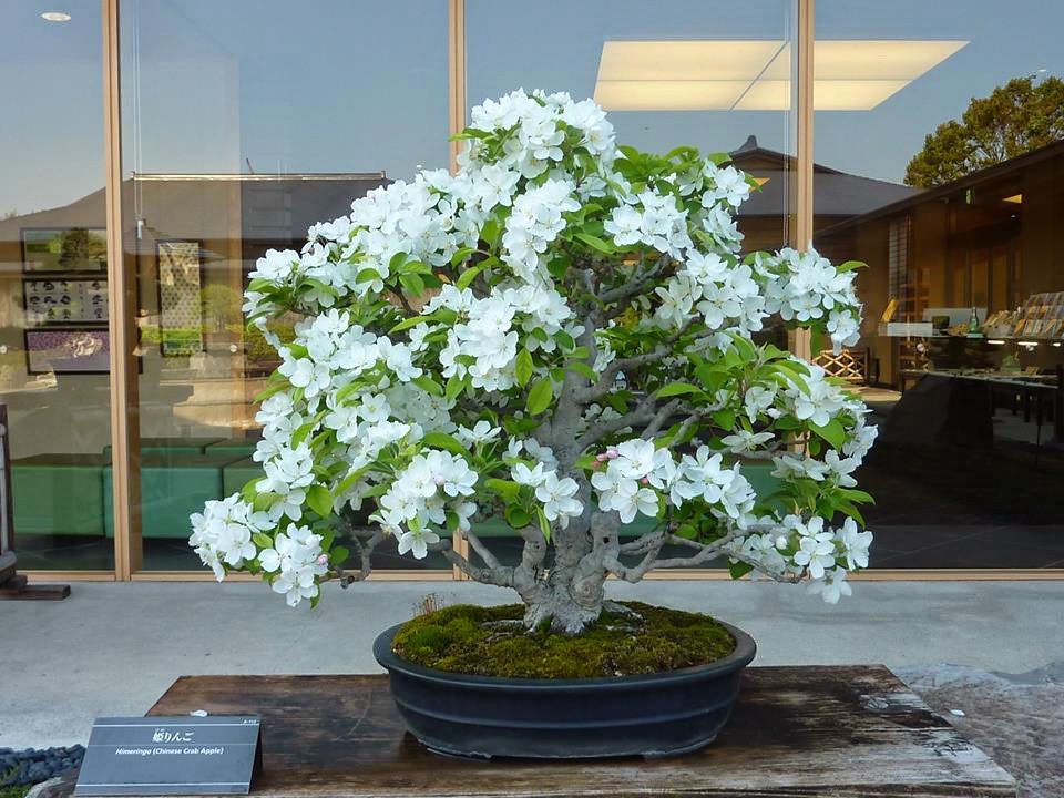 Esprit Bonsaï Pommier en Fleur