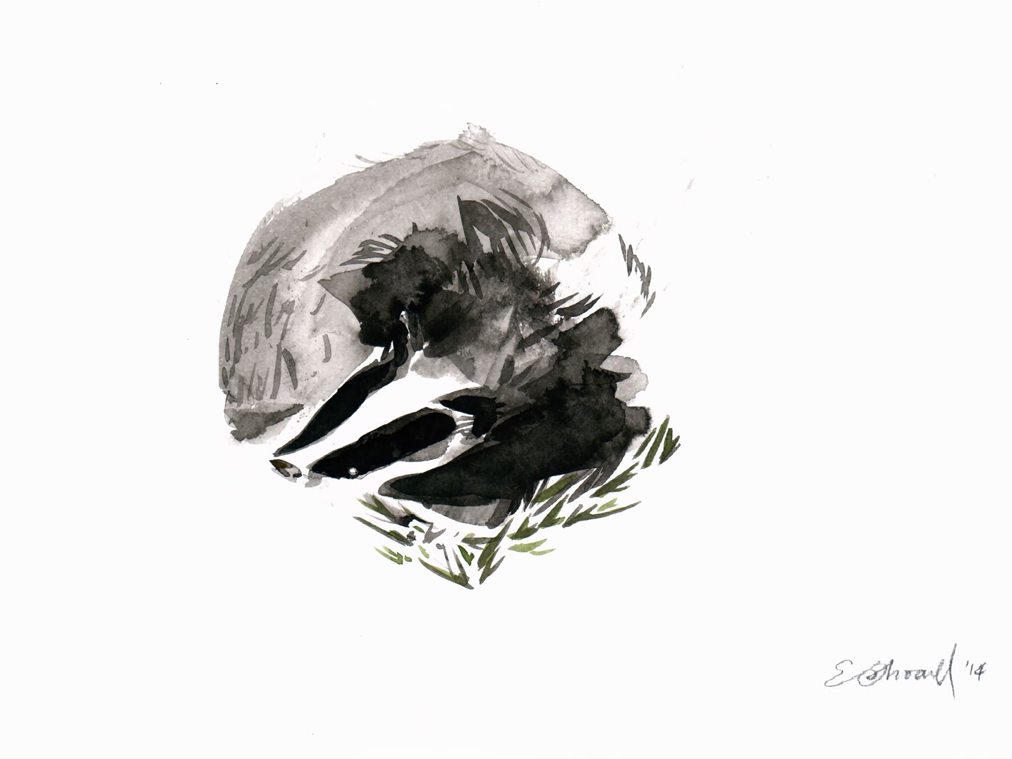 emma.illustration: FOR SALE | Badger ink drawings