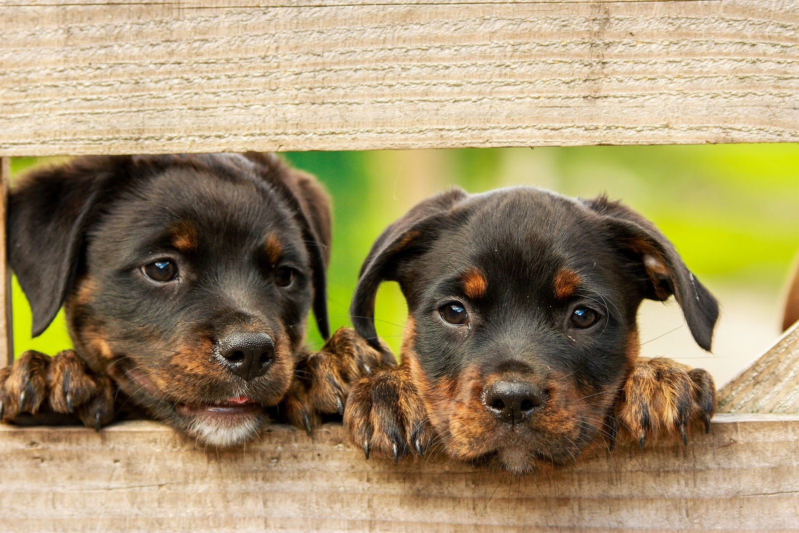 Rottweiler: How to Raise a Puppy Rottweiler: How to Raise a Puppy