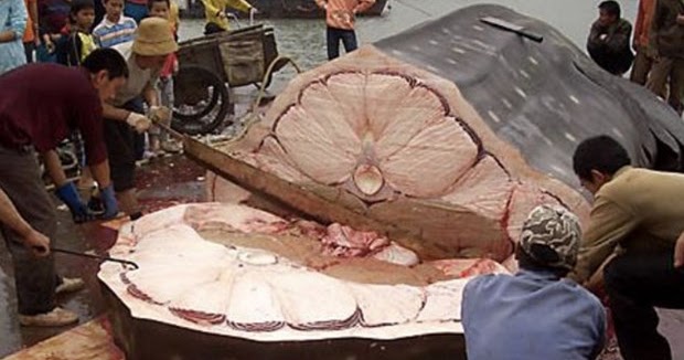 Köpek Balığı Yemek Caiz midir?