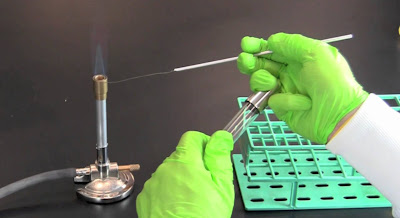 pentingnya metode aseptis dalam mikrobiologi